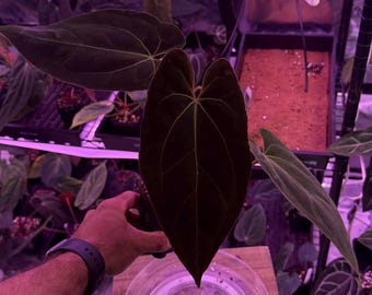 Anthurium Besseae Aff X RLFS  ,Select Seedling, #8 Exact seedling in 3” tall  pot. Exclusive ExoticsinADHD Hybrid! SHOP for upgrade shipping