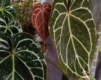 Anthurium Doc Block Brielle x Zara larger Seedlings .  Growers Choice , Rare Crystallinum, Red Hybrid ,  READ DESCIPT. (Add heat pack)