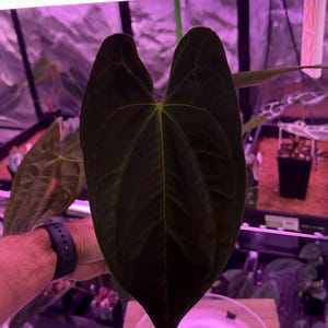 Anthurium Dark Phoenix X Red Spider Clone , #1 Large Exact Plant