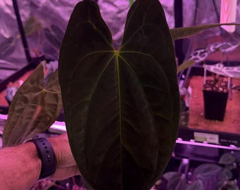 Anthurium Dark Phoenix X Red Spider Clone , #1 Large Exact Plant! Flowering size,  Exclusive ExoticsinADHD Hybrid!
