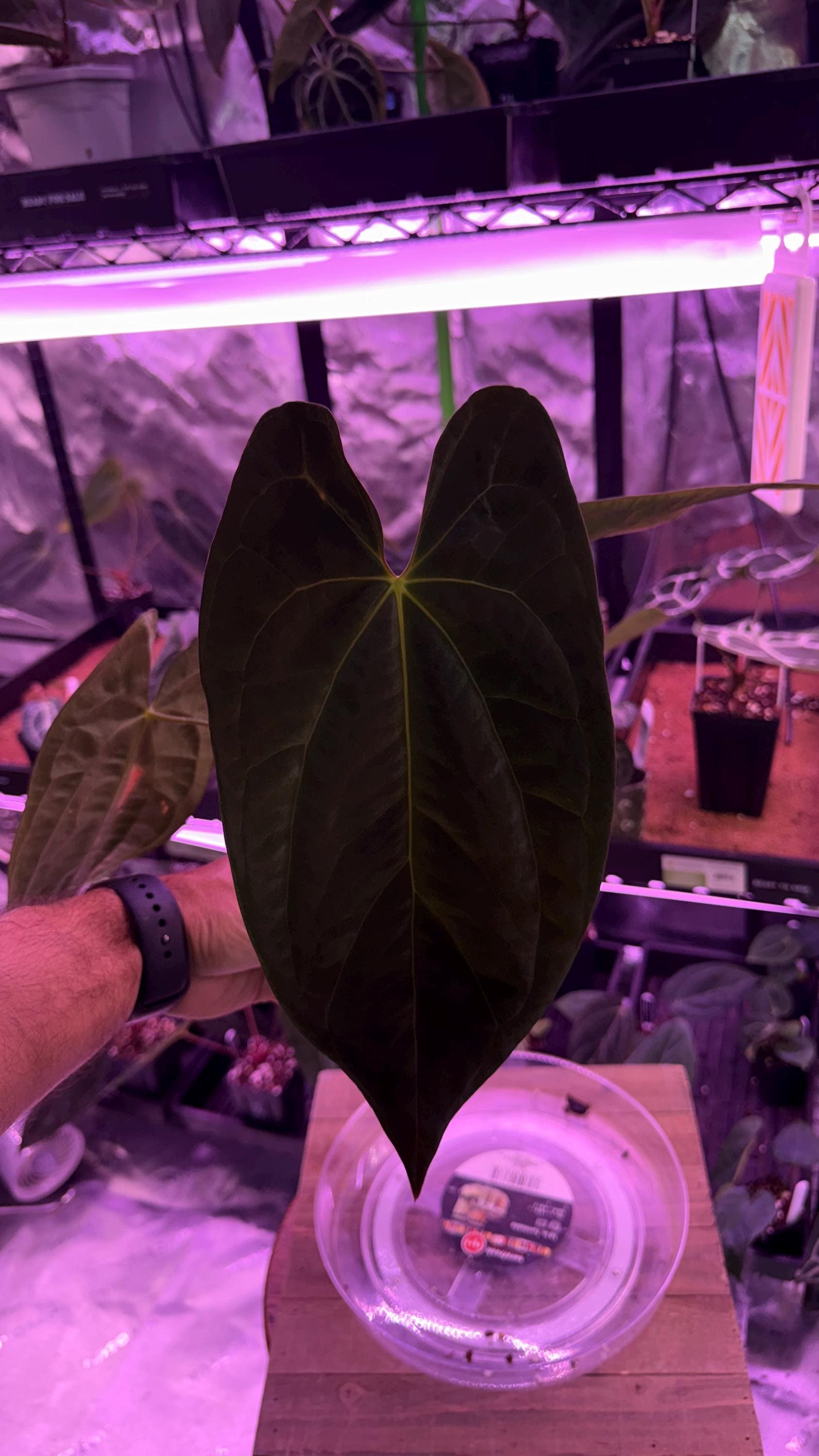 Anthurium Dark Phoenix X Red Spider Clone , #1 Large Exact Plant