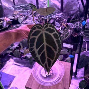 Op de afbeelding: Een levende Anthurium crystallinum plant met donkergroene, hartvormige bladeren en opvallende, helderwitte nerven. De plant staat in een doorzichtige plastic pot en wordt getoond onder paarsachtig groeilicht.