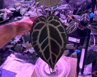 Anthurium (Carla 'District' x Black Widow Michelle) X Red Crystallinum E2, #S1