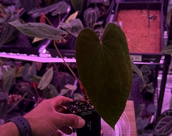 Midnight Velvet (SKG Clone)(Australian) X RLFS , #4 Select Exact Plant, Exotics In ADHD Exclusive Hybrid, Head to shop for Upgrade Shipping!