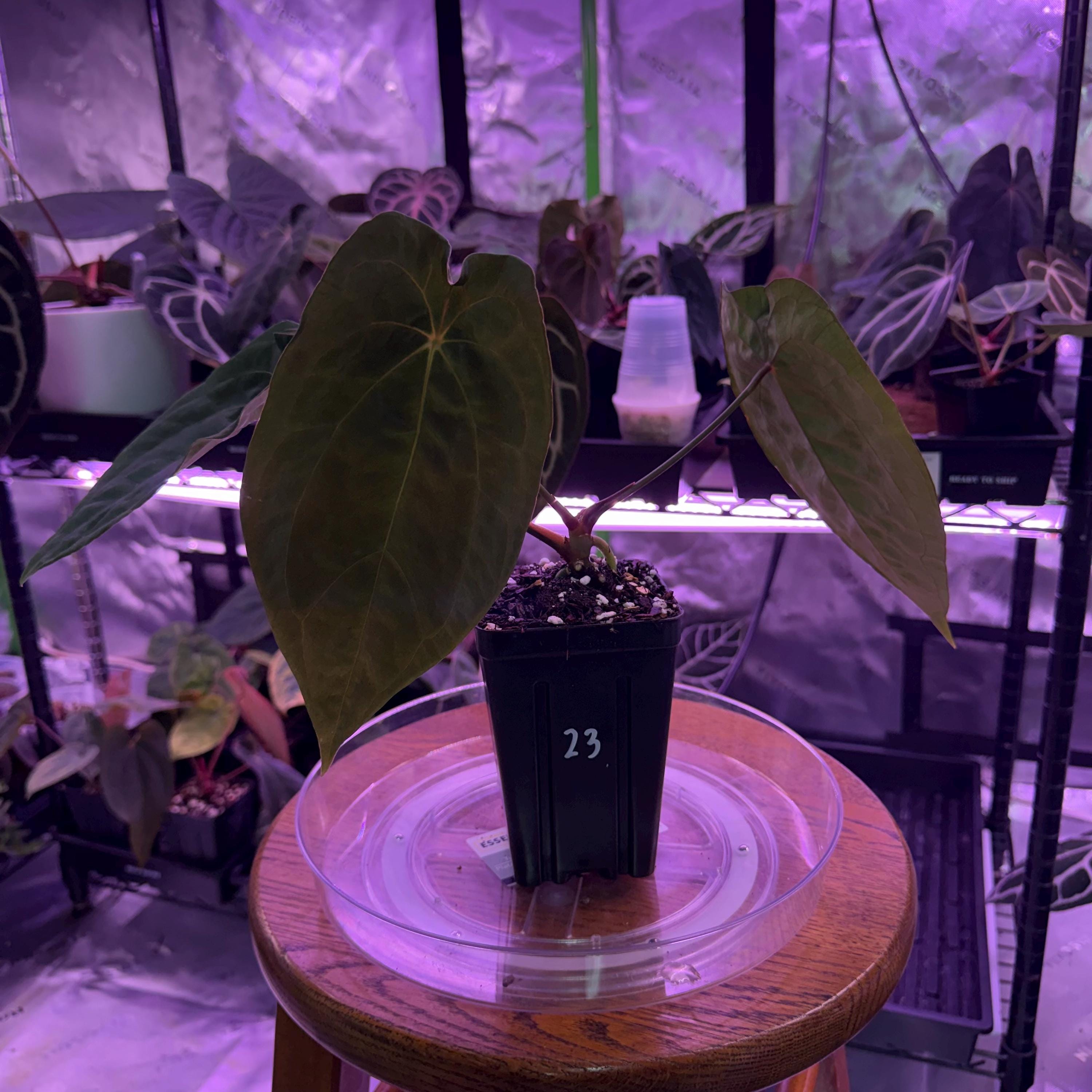 【新品未開封】ARIRAN velvet red vhnyl Anthurium (velvetmask X FS) X Red Spider Clone, Select Exact Plant
