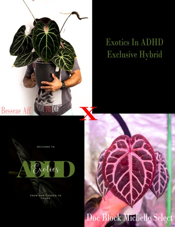 Anthurium Besseae Aff X Doc Block Michelle Select, MATURED