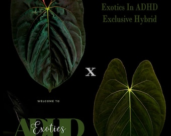 Anthurium SC1 x SC2 Papillilaminum X Dark Phoenix  3” tall pots, GROWERS CHOICE For Vigor & Size (SC1 = Scott Cohen)