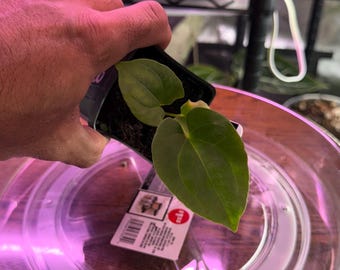 Anthurium Besseae Aff X RLFS  ,Select Seedling, Exact seedling (#8)  in 3” tall  pot. Exclusive ExoticsinADHD Drop!