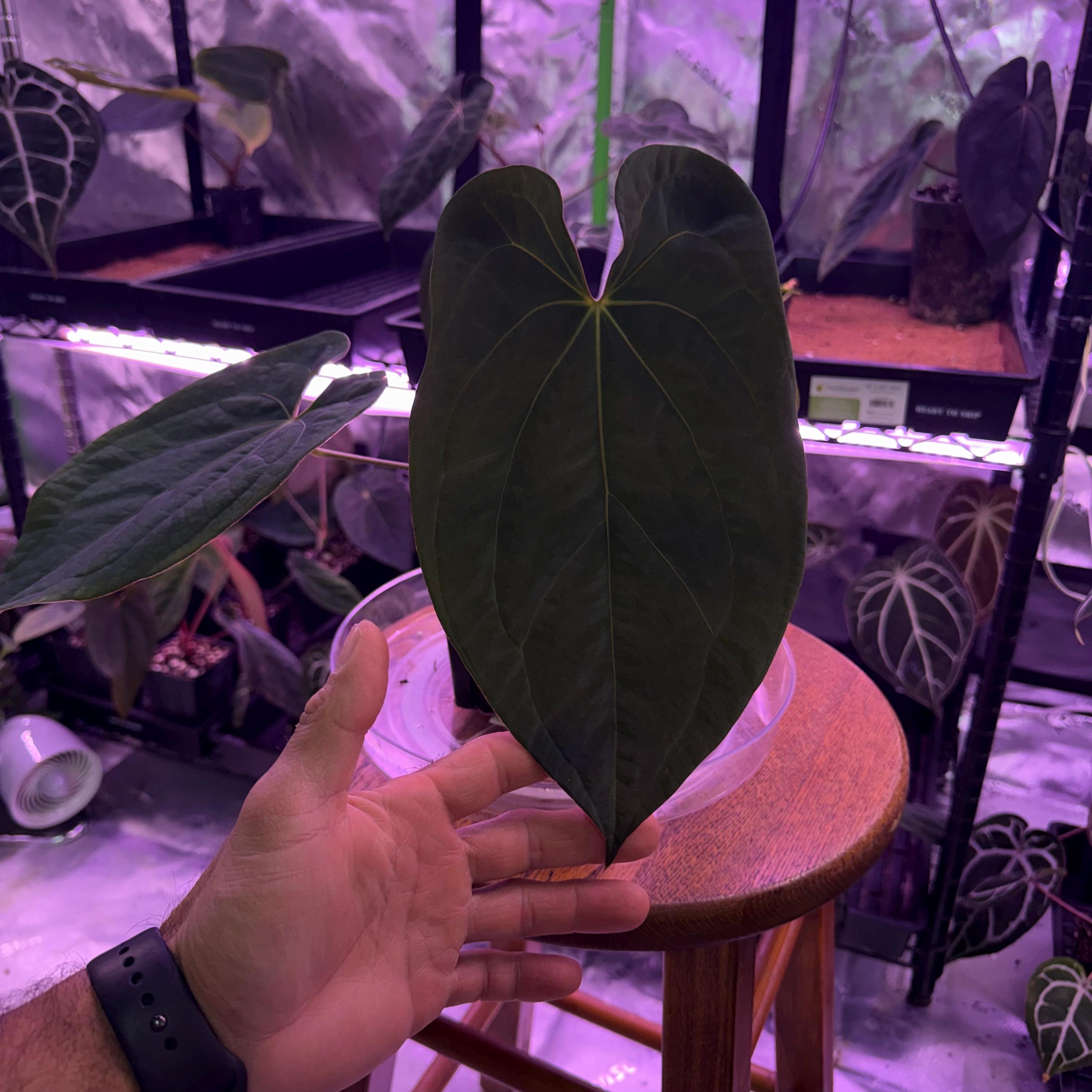 ロストアビス 15 黒炎 15 Anthurium Dark Phoenix X Red Spider Clone , #1 Large Exact Plant