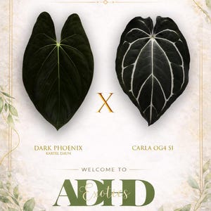 Anthurium Dark Phoenix X CarlaBlackiae OG4 Self  ,1 Potted Up Seedling 3 1/2” pots,  Exclusive ExoticsinADHD Drop!