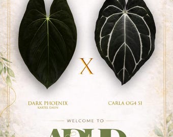 Anthurium Dark Phoenix X CarlaBlackiae OG4 Self  ,1 Potted Up Seedling 3 1/2” pots,  Exclusive ExoticsinADHD Drop!