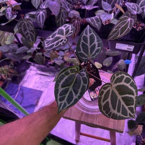 Op de afbeelding: Een Anthurium crystallinum plant in een pot met donkergroene, hartvormige bladeren en opvallende, lichtgekleurde, zilverwitte nerven. De plant staat in een kleine zwarte plastic kweekpot en toont een duidelijk zichtbaar aderpatroon.