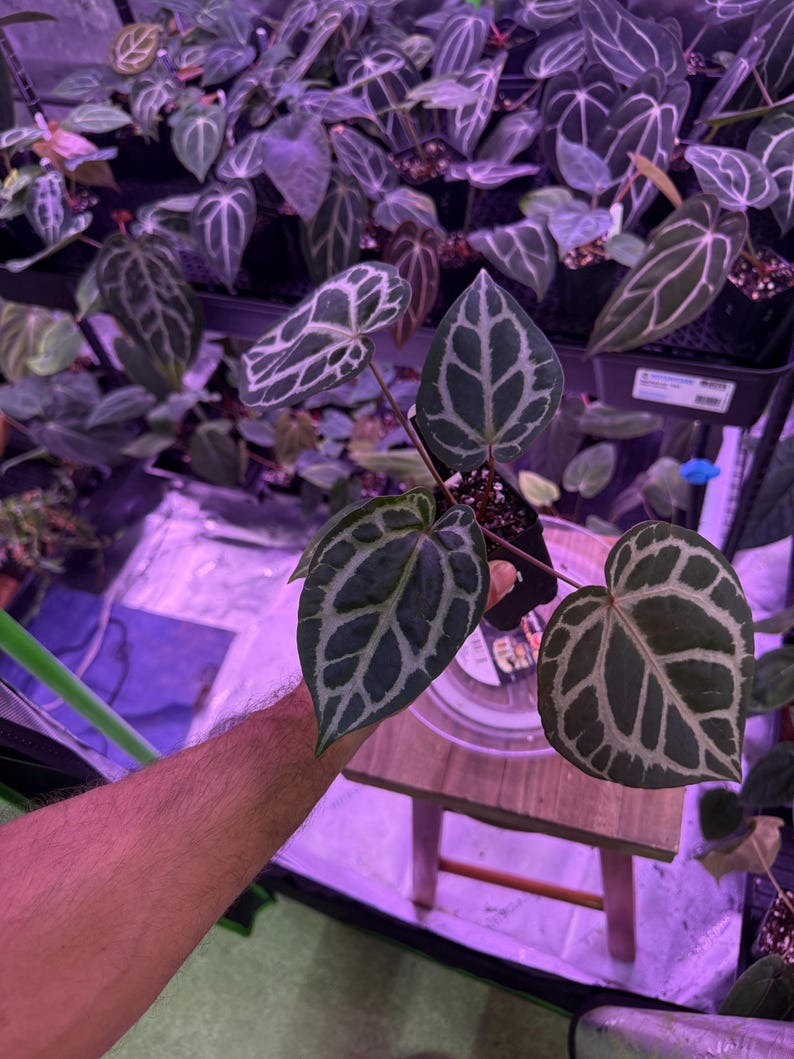 Op de afbeelding: Een Anthurium crystallinum plant in een pot met donkergroene, hartvormige bladeren en opvallende, lichtgekleurde, zilverwitte nerven. De plant staat in een kleine zwarte plastic kweekpot en toont een duidelijk zichtbaar aderpatroon.