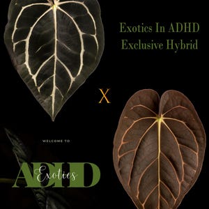 Anthurium Carlablackiae OG4 Self X Carla A1 Self, Pure Carla!, 1 potted up Seedling, 2” Pots, Exclusive ExoticsinADHD Drop!