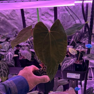 Anthurium Carla X Papillilaminum - Etsy