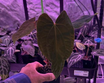 Seed Grown Anthurium Black Sweet X Fort Sherman Starter Plant (ALL