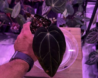 Anthurium Carlablackiae OG4 S1 X Carla A1 S1, #4 Select Exact Plant , 3” Pots, Exclusive ExoticsinADHD Drop!