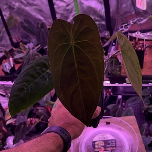 Anthurium Fs X Rlfs - Etsy