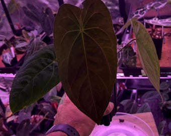 Anthurium (VelvetMask x FS) X Red Spider Clone, Select Exact plant #2, Very Large Flowering Size, Closed Sinus now!
