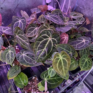 May include: A close-up of a group of dark green, heart-shaped leaves with light green veins. The leaves are growing in small black pots on a metal shelf. The background is a purple, textured wall with white wires and a white power adapter.