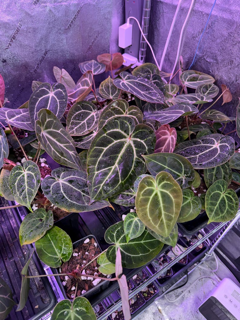 May include: A close-up of a group of dark green, heart-shaped leaves with light green veins. The leaves are growing in small black pots on a metal shelf. The background is a purple, textured wall with white wires and a white power adapter.