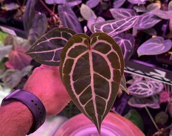 Red Crystallinum E2 X Michelle Select  (#3) Exact Plant, Its COLD, Dont forget to add Winter Shipping Upgrades in our Shop!