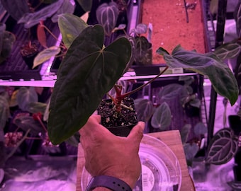 Midnight Velvet (SKG Clone)(Australian) X RLFS , #1 Select Plant, 3”  Exotics In ADHD Exclusive Hybrid, Head to shop for Upgrade Shipping!