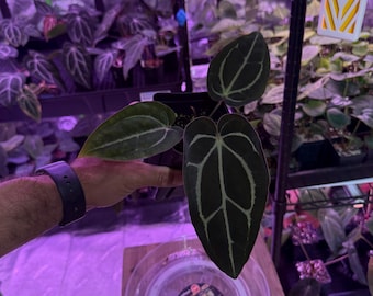 Anthurium Carlablackiae OG4 S1 X Carla A1 S1, #9 Select Exact Plant, Exclusive ExoticsinADHD Drop!