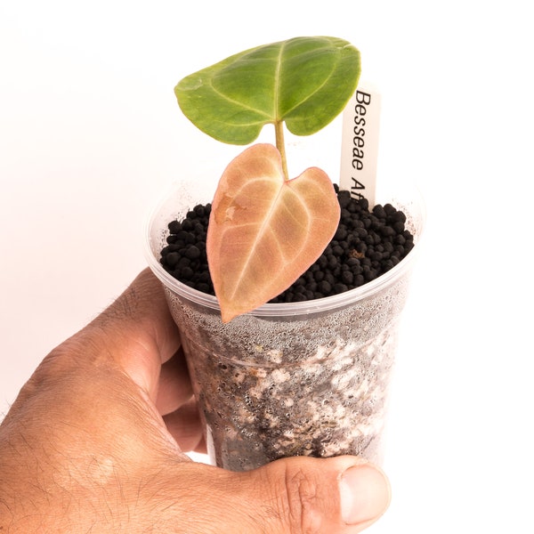 Anthurium Pink Besseae Aff, 3" Pot in Fluval and our Seedling mix.