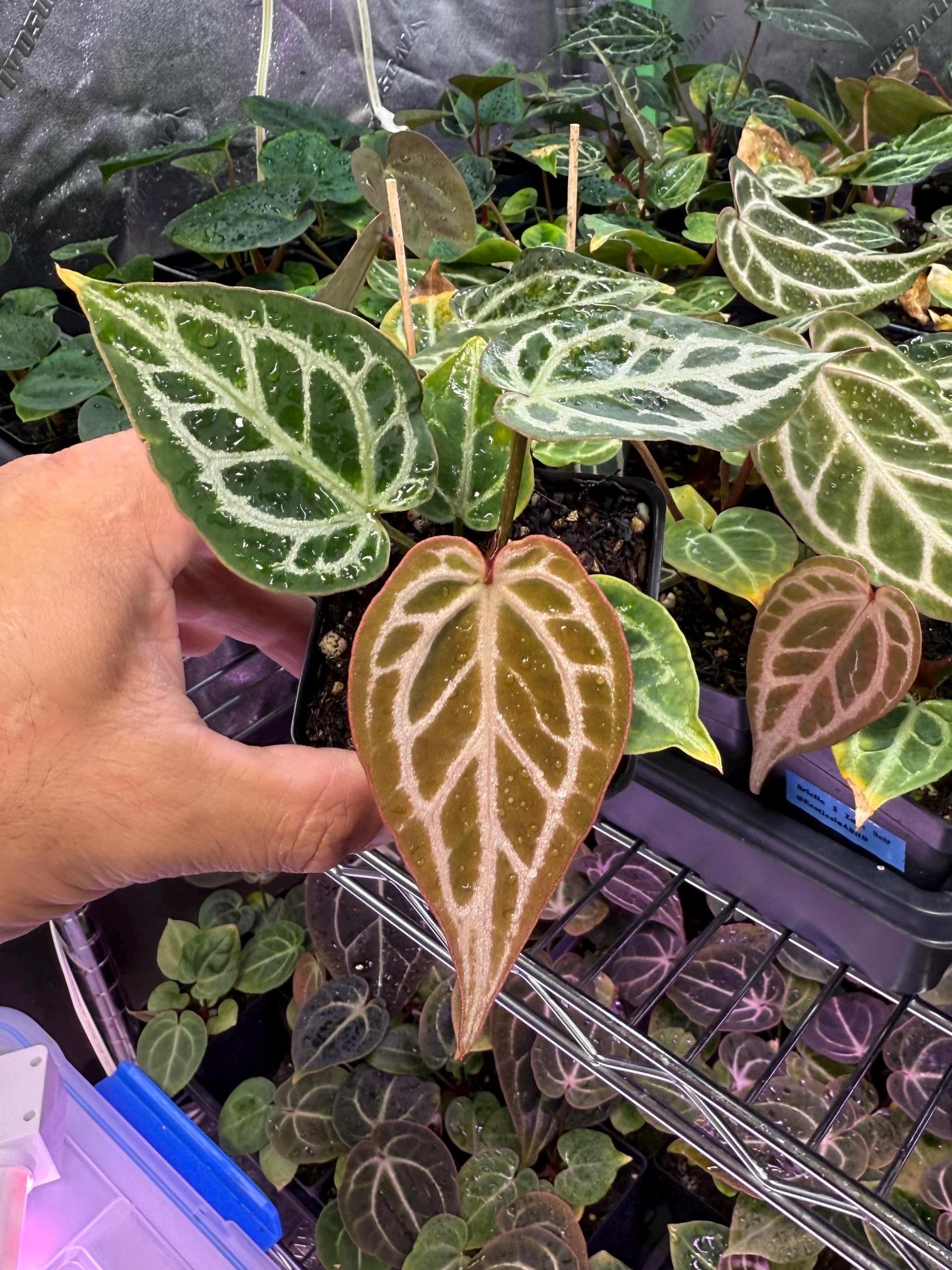 Anthurium SEEDLINGS Tezula Red Crystallinum X Doc Block Red
