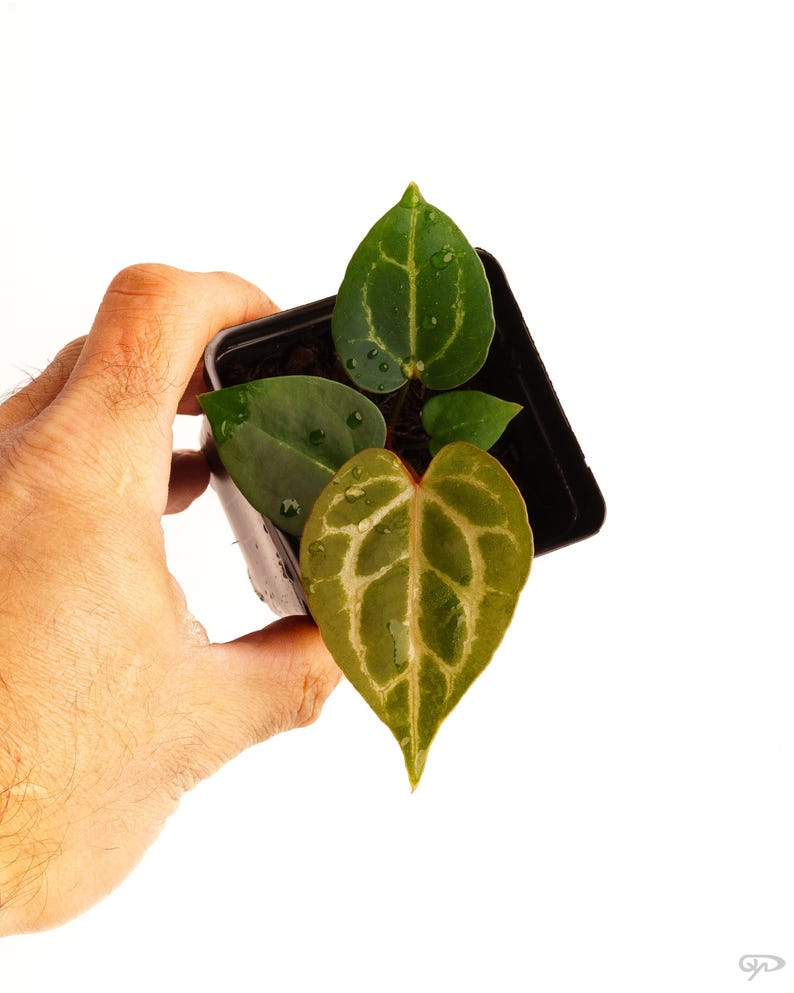 Anthurium (carla 'district' X Black Widow Michelle) X Red Crystallinum ...