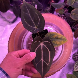 May include: A close-up of a plant with dark green leaves and prominent white veins. The plant is in a small black pot, set on a wooden slice. Other plants are visible in the background.