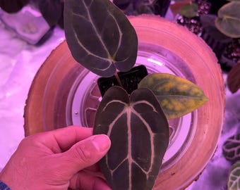 Anthurium Carlablackiae OG4 S1 X Carla A1 S1, #15 Select Exact Plant , 3” Pots, Exclusive ExoticsinADHD Drop!