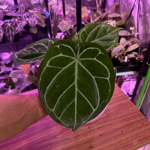 Anthurium King of Spades X Red Crystallinum - Etsy