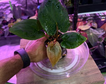 Anthurium (VelvetMask x FS) X ( RG F2 Black Clone x Black Dressleri), #4