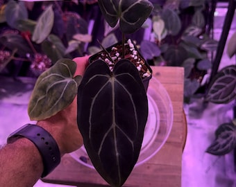 Anthurium Carlablackiae OG4 S1 X Carla A1 S1, #8 Select Exact Plant , 3” Pots, Exclusive ExoticsinADHD Drop!