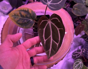 Anthurium Carlablackiae OG4 S1 X Carla A1 S1, #16 Select Exact Plant , 3” Pots, Exclusive ExoticsinADHD Drop!