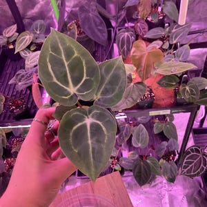 Puede incluir: Primer plano de una planta con hojas verdes grandes en forma de coraz&oacute;n con prominentes vetas blancas. La planta se sostiene en una mano, con otras plantas en macetas visibles en el fondo, lo que sugiere un vivero o jard&iacute;n interior.