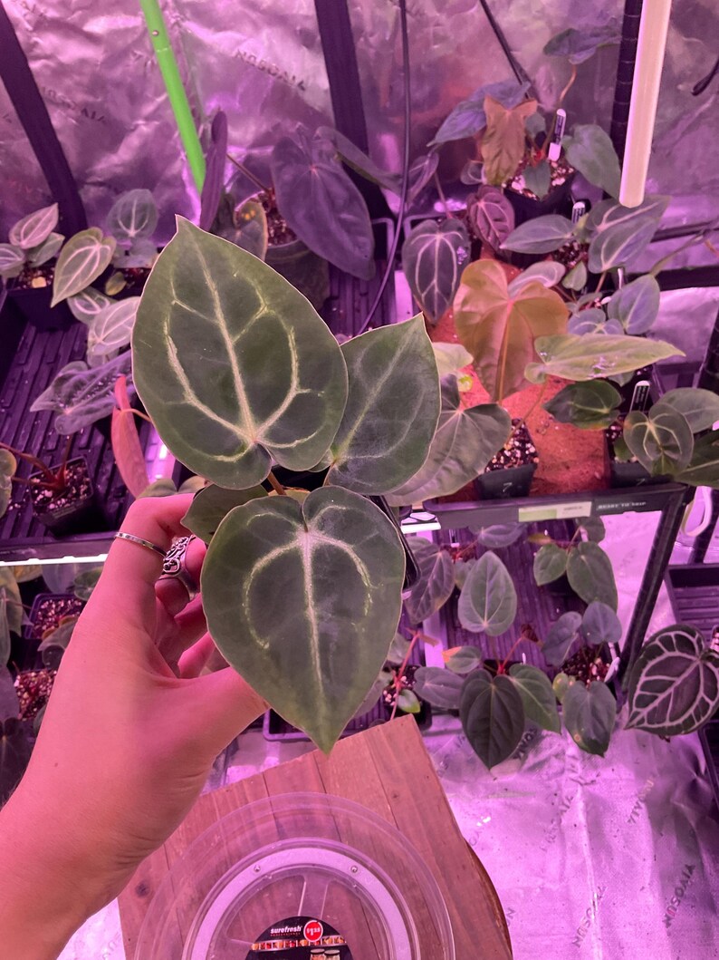 Puede incluir: Primer plano de una planta con hojas verdes grandes en forma de coraz&oacute;n con prominentes vetas blancas. La planta se sostiene en una mano, con otras plantas en macetas visibles en el fondo, lo que sugiere un vivero o jard&iacute;n interior.