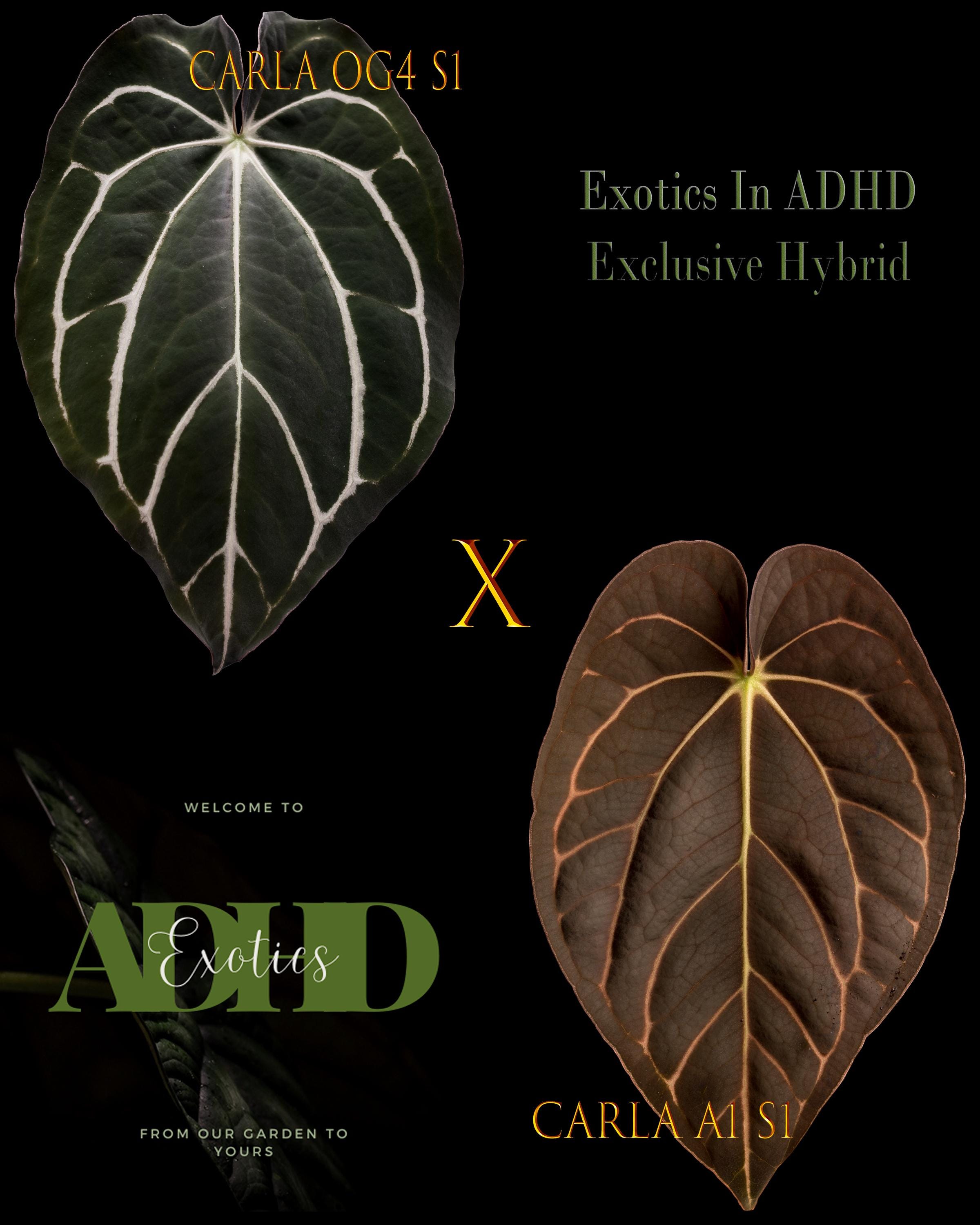 Anthurium Carlablackiae OG4 Self X Carla A1 Self, Pure Carla!, 1