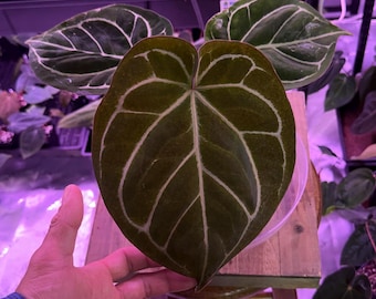 Red Crystallinum X Hu King Of Spades, Large Exact Plant #1,  Super Round & Rare, Dont miss out! check our shop for shipping upgrages!