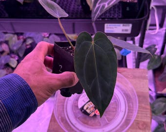 Midnight Velvet X CarlaBlackiae OG4 S1, #2 Select Exact Plant, ExoticsInADHD exclusive Hybrid, Head to shop for Ship Upgrade