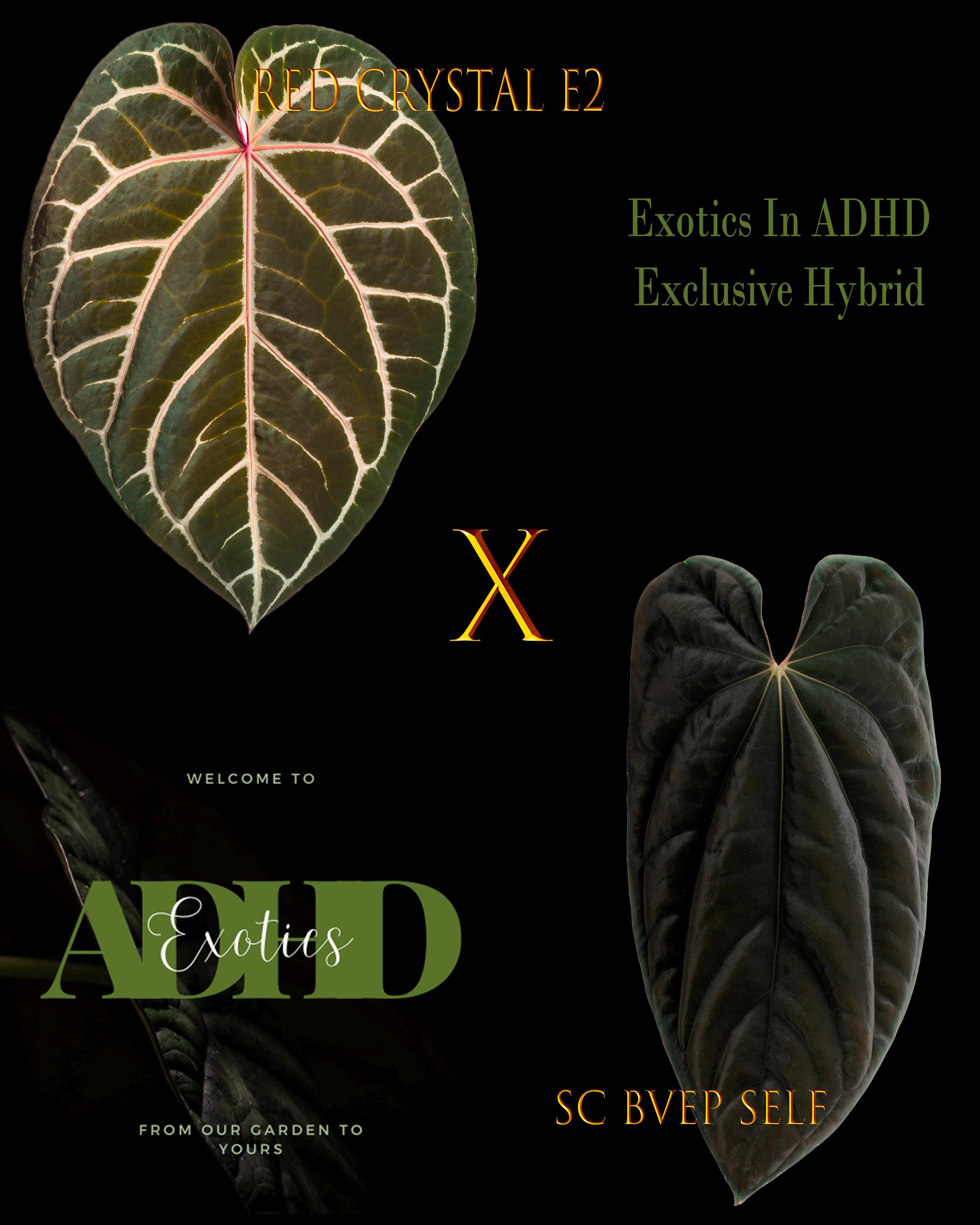 Anthurium King of Spades X Red Crystallinum - Etsy