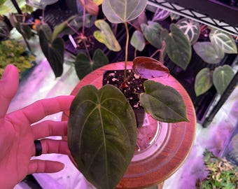 Anthurium (VelvetMask x FS) X Red Spider Clone, Select Exact plant #14   4” pot. DONT FORGET! Winter Upgrades in shop!