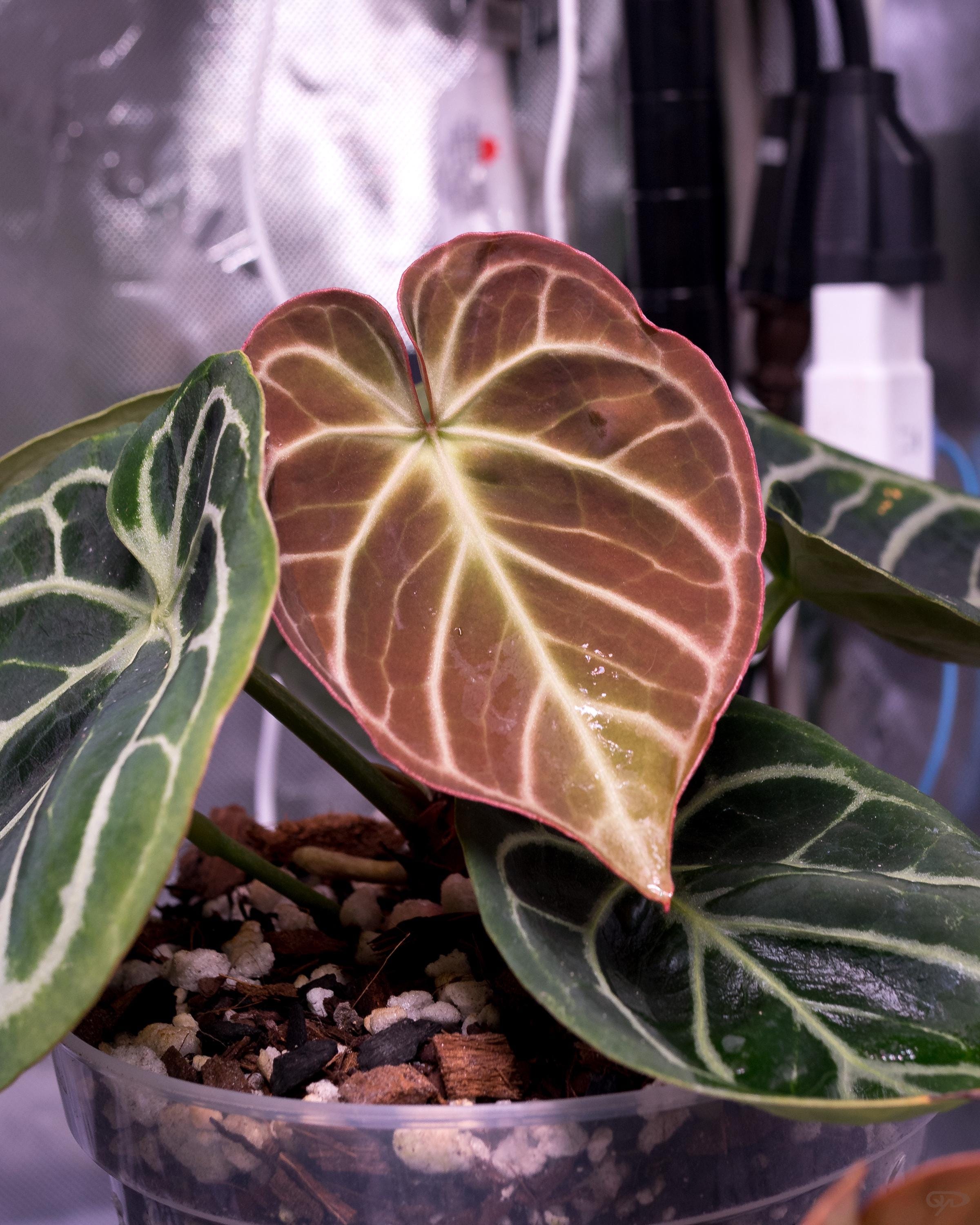 Anthurium Zara X Anthurium Michelle - Etsy Anthurium Zara X Anthurium Michelle - Etsy
