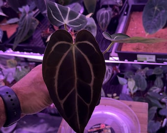 Anthurium Carlablackiae OG4 S1 X Carla A1 S1, #6 Select Exact Plant , 3” Pots, Exclusive ExoticsinADHD Drop!