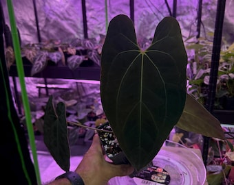 Anthurium Besseae Aff X RLFS Plant: Mature Hybrid, Select #6