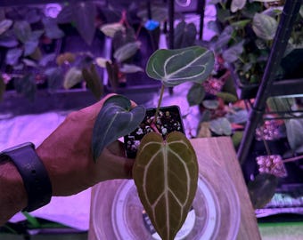 Anthurium (Carla 'District' x Black Widow Michelle) X Carla OG4 S1 , #4 Select
