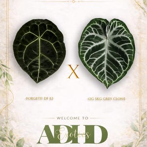 May include: An image showcasing two exotic plant leaves, one dark green with light veins and the other with a grey and green pattern. Text reads "Exclusive Hybrid Exotics In ADHD" and "Welcome to ADHD Exotics".