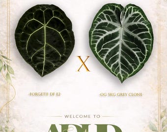 Anthurium Forgetii DF E2  X OG SKG Grey Clone , 2 Germinated Seeds , New Drop! Head to shop for winter shipping!